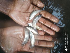 Chitol Fish Seeds