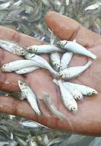 silver carp