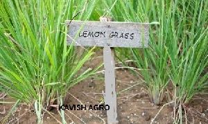 Lemongrass (Organic & conventional)