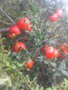 Fresh Pomegranates