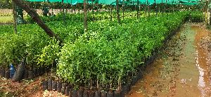 White Sandalwood Plants