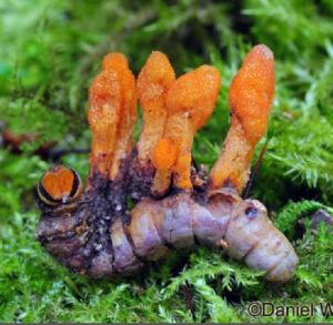 Cordyceps militaris tissues