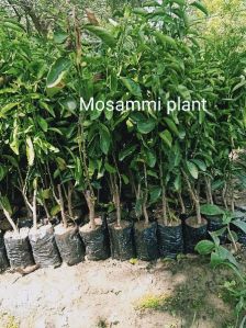 Mosambi Plant