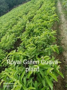 Royal Green Guava Plant