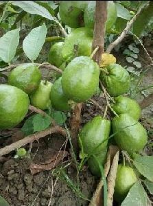 tiwan pink guava plant