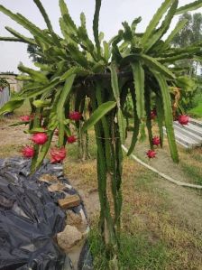 dragon fruit plant