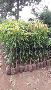 Mango Plants