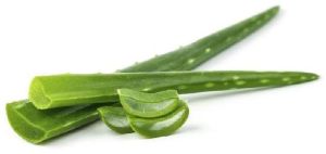 Organic Aloe Vera Leaves