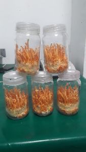 Cordyceps militaris mushroom