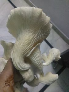 wet oyster mushroom