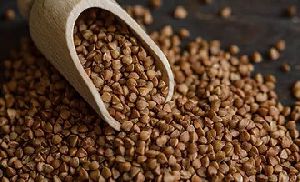 Buckwheat Seeds