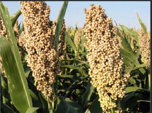 White Jowar Seeds