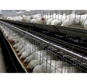 Broiler Breeder Layer Cages