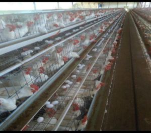 Egg Laying Cages