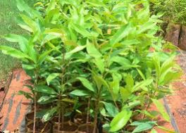 Aata saplings