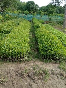 Guava saplings