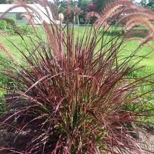 Fountain Grass Plant