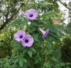 Ipomoea Plant