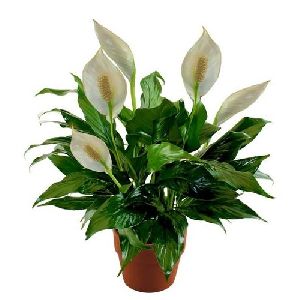 Peace Lily Plant