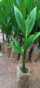 areca plant