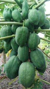 Papaya