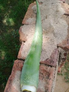 Fresh Aloe Vera Leaf