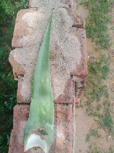 Medicinal Aloe Vera Leaf