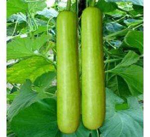 Hybrid Bottle Gourd Seeds