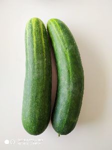 Hybrid Cucumber Seeds