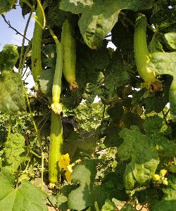 Hybrid Sponge Gourd Seeds