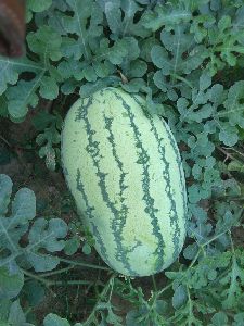 Hybrid Watermelon Seeds