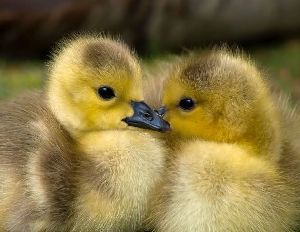 Baby ducks