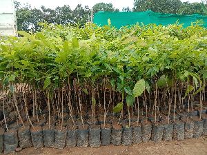 African Mahogany Plant