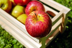 Apple Fruit