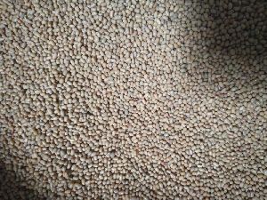 Indian Pulses