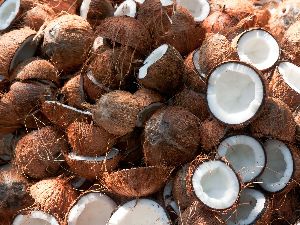 Coconut