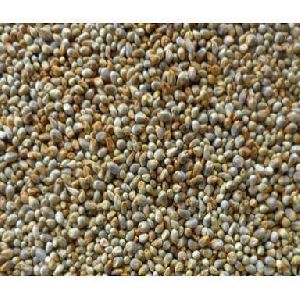 kambu-Pearl millet