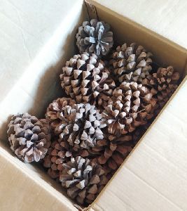 Pine Cones