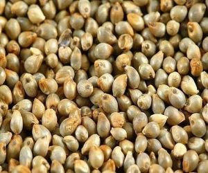 Bajra Seed