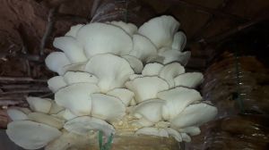 Oyster Mushroom