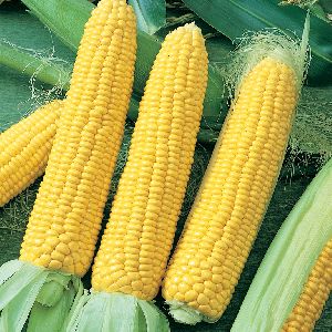 fresh sweet corn