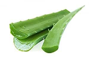 Natural Aloe Vera Leaves