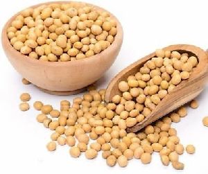 Hybrid Soybean Seeds