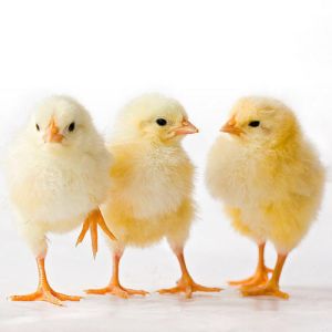 live chicks