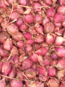 Fresh Red Onion