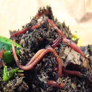 Earthworm Vermicompost Fertilizer