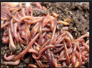 live earthworm