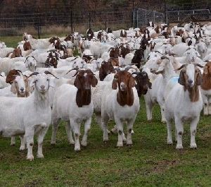 Live Boer Goats