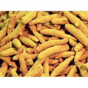 Erode Turmeric Finger