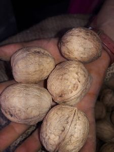 Walnut Kernels